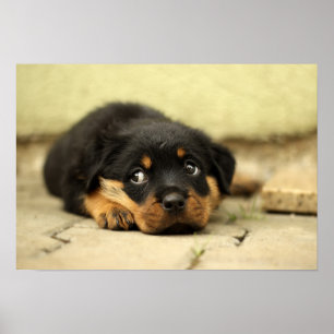 Poster Doggy do rottweiler do filhote de cachorro