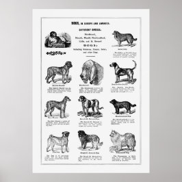 Poster Dogs Breeds