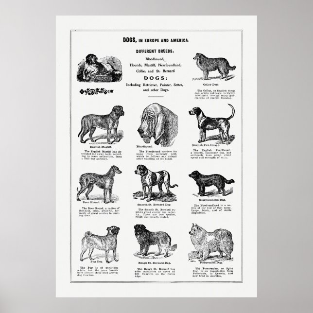 Poster Dogs Breeds (Frente)
