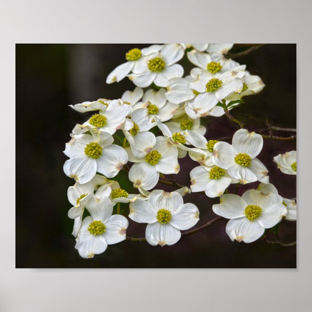 Poster Dogwood Branca Flor (Frente)