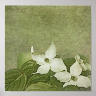 Póster Dogwood de florescência