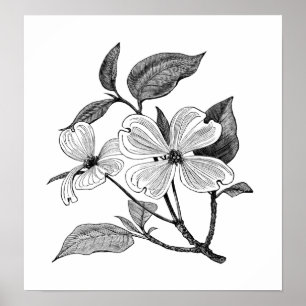 Póster Dogwood de florescência
