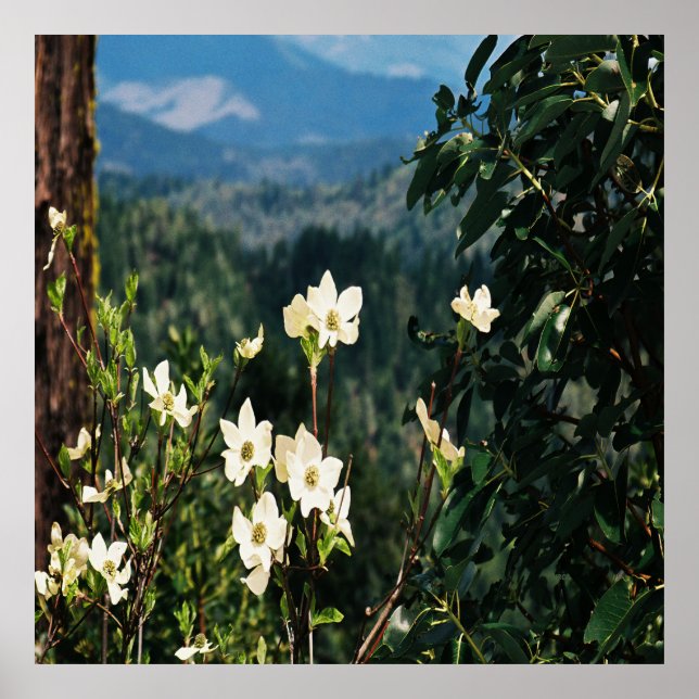 Poster Dogwood está sangrando...... (Frente)