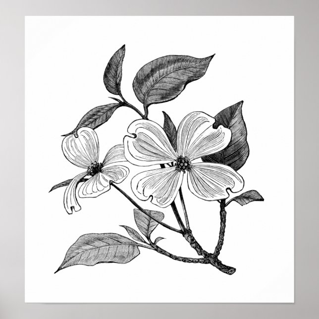 Póster Dogwood Flor (Frente)
