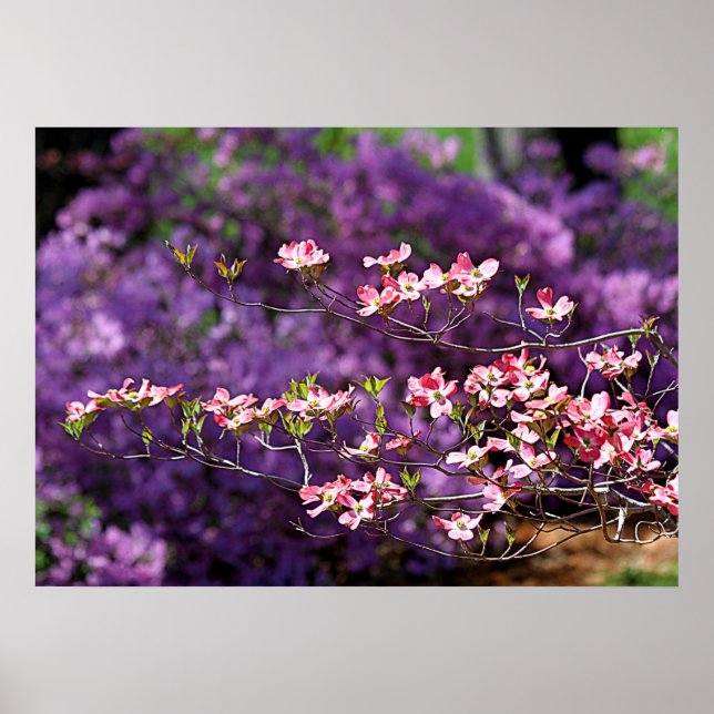 Poster Dogwood Flor Rosa e Azaleas Roxas (Frente)