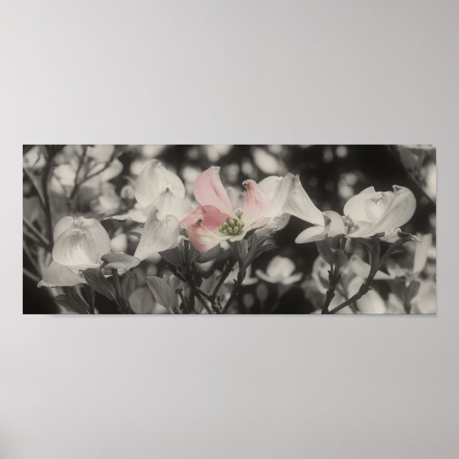 Poster Dogwood Flowers Cor Parcial (Frente)