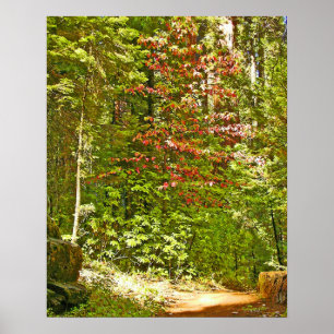 Póster Dogwood vermelho