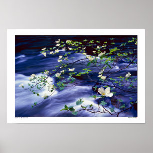 Poster Dogwoods sobre o rio Yosemite de Merced
