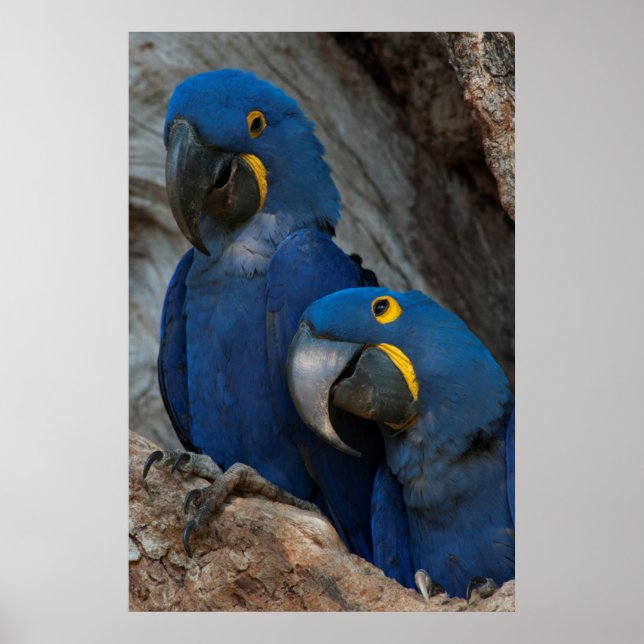 Poster Dois Araras-Azuis, Brasil (Frente)