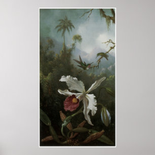 Poster Dois beija-flores acima de uma Orquídea Branca, 18