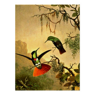 Póster Dois Beija-flores de Augastes luminescens,