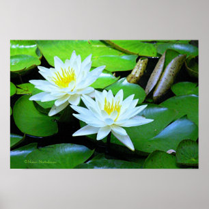 PÓSTER DOIS BLOSSOMS BRANCOS DE LOTUS EM PADS/FOTO DA LIL
