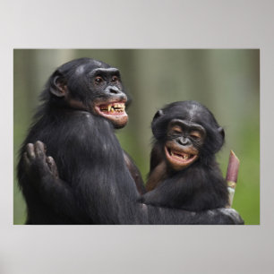 Póster Dois Bonobos de sorriso