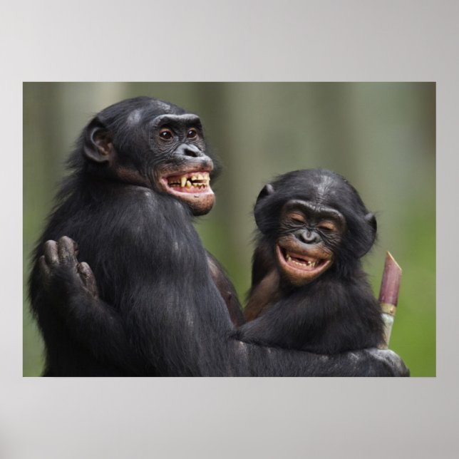 Póster Dois bonobos sorridentes (Frente)