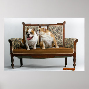 Poster Dois buldogues loving