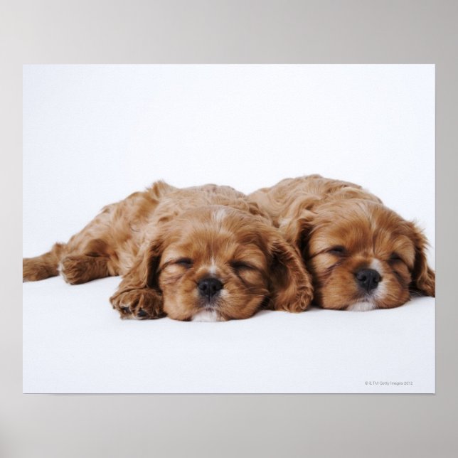 Póster Dois cachorros Cavalier King Charles Spaniel (Frente)