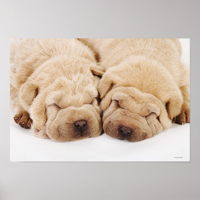 Póster Dois cachorros Shar Pei dormindo (Frente)