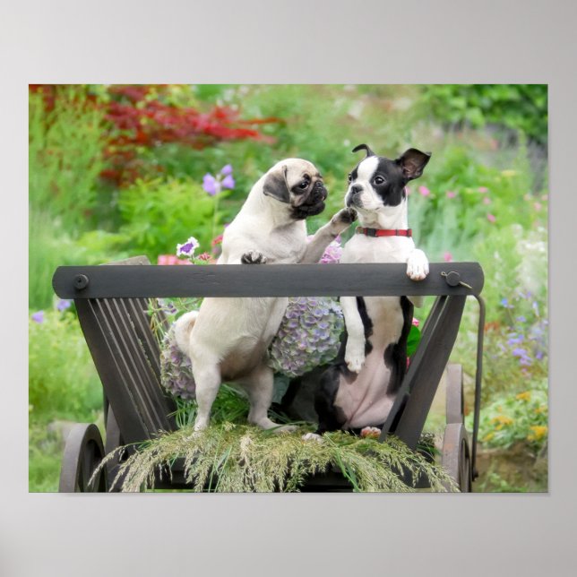 Poster Dois cachorros um cachorrinho e Boston Terrier num (Frente)