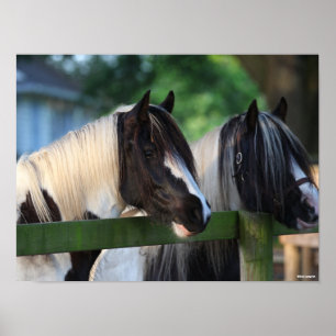 Poster Dois Cavalos de Vanner Ciganos Olhando Sobre Cerca