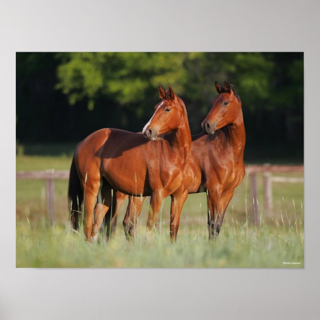 Poster Dois Cavalos De Warmblood Em Campo (Frente)
