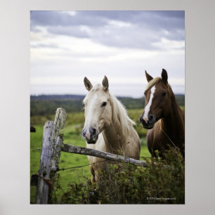 Poster Dois cavalos estão a cerca próxima no campo de