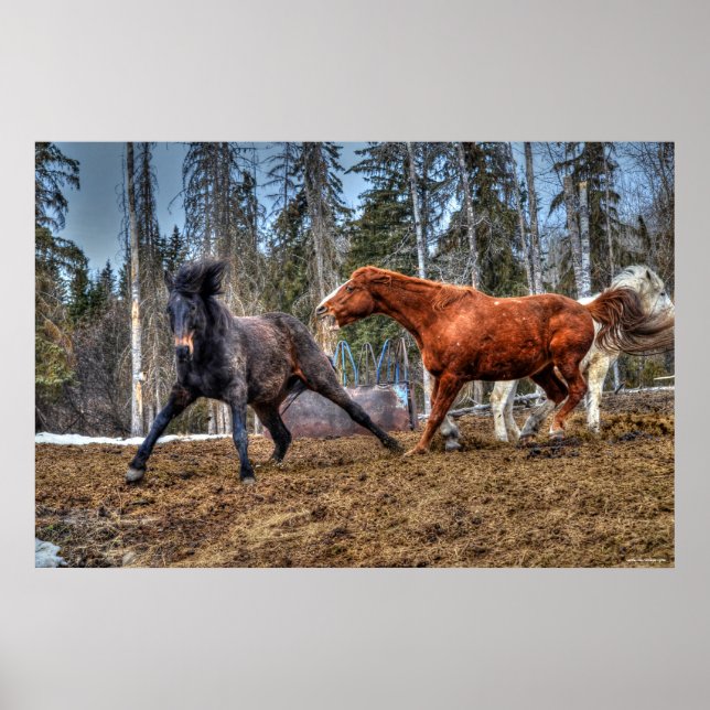 Póster Dois Cavalos Galeria Equina com Raça de Cavalos (Frente)