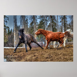 Póster Dois Cavalos Galeria Equina com Raça de Cavalos