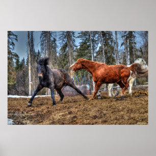 Póster Dois Cavalos Galeria Equina com Raça de Cavalos