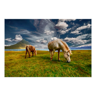 Póster Dois Cavalos Grazing em Pasture