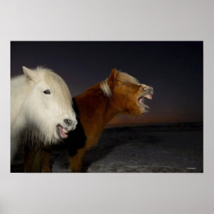 Póster Dois cavalos islandêses