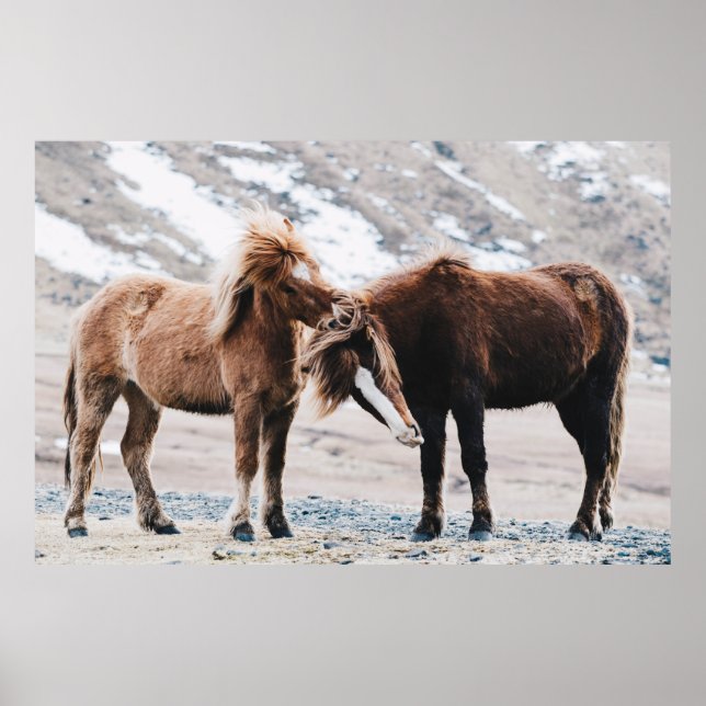 POSTER DOIS CAVALOS MARAVILHADOS NO CAMPO (Frente)