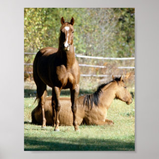 Póster Dois Cavalos na Pastura