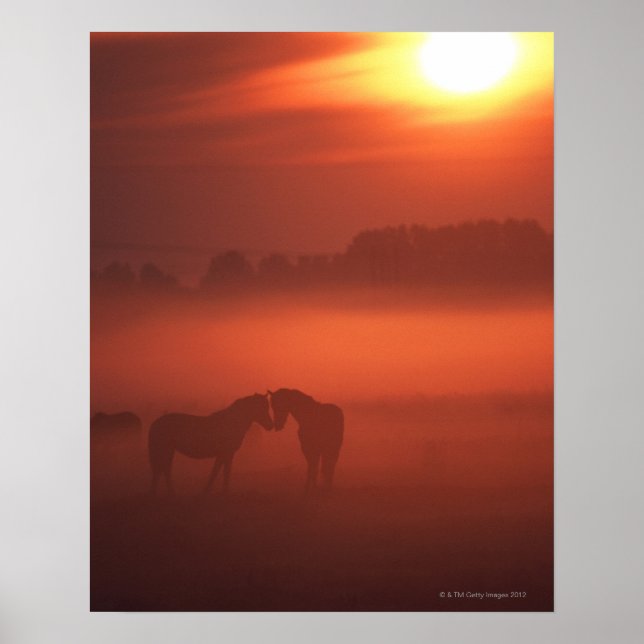 Póster Dois cavalos no pôr do sol (Frente)