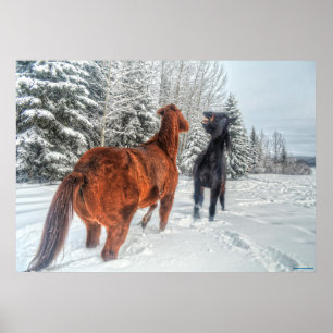 Poster Dois Cavalos Ranhosos a Reproduzir na Neve Inverno