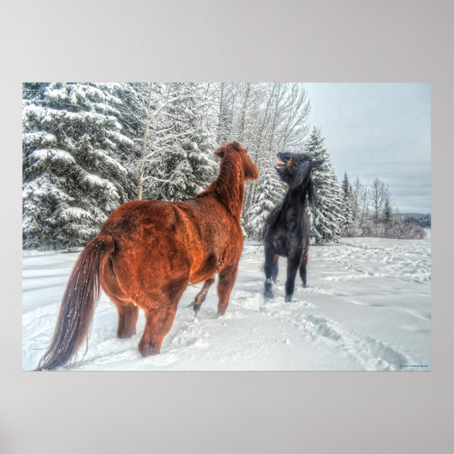 Poster Dois Cavalos Ranhosos a Reproduzir na Neve Inverno (Frente)