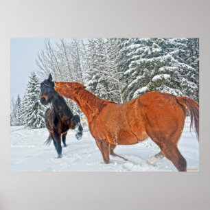 Poster Dois Cavalos Reprodução em Neves do Inverno