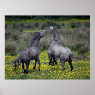 Poster Dois Cavalos Saltam e Jogam