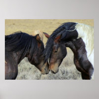 Dois Cavalos Selvagens Marrons Nuzzling