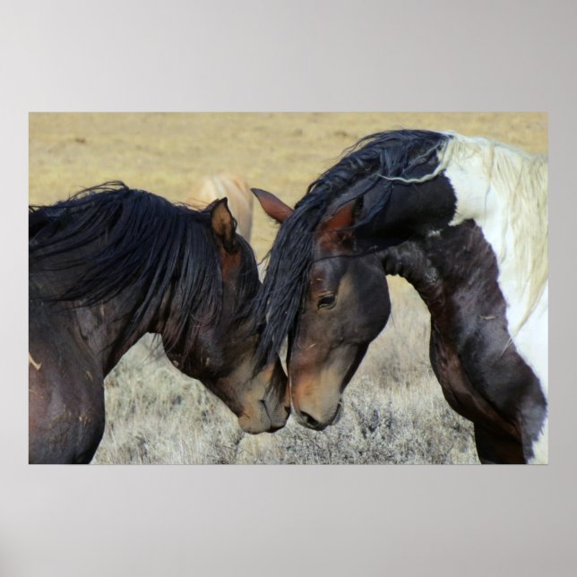 Póster Dois Cavalos Selvagens Marrons Nuzzling (Frente)