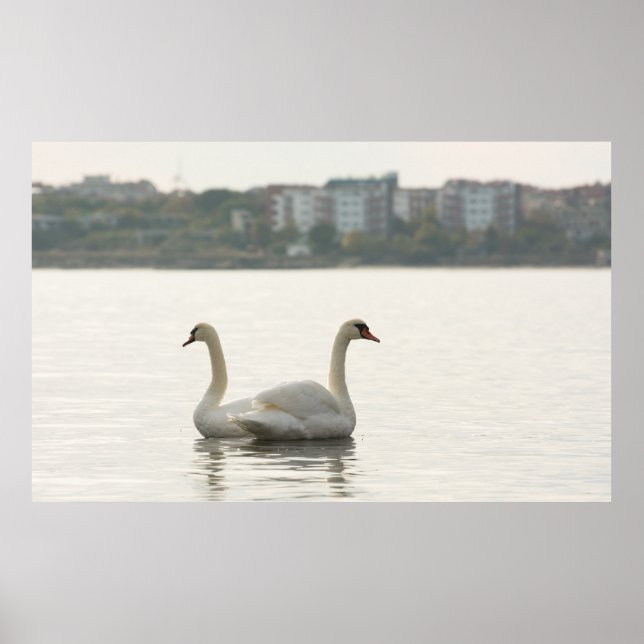Póster Dois cisnes (Frente)
