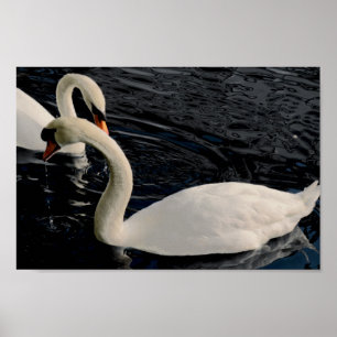 Póster Dois Cisnes