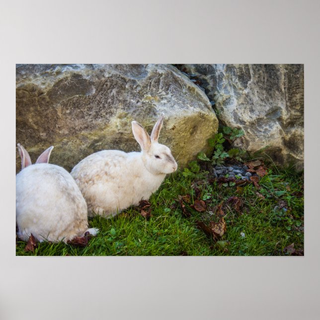 Póster Dois coelhos brancos (Frente)