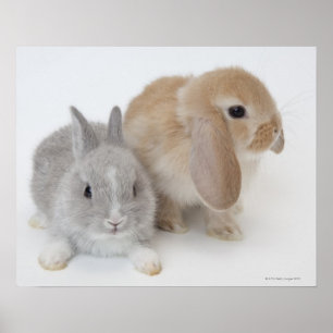 Poster Dois coelhos. Holanda Anã e Holland Lop.