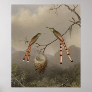 Póster Dois colibris com seus jovens