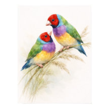Dois Coloridos Pássaros Tentilhões de Gould