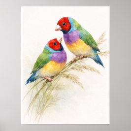 Poster Dois Coloridos Pássaros Tentilhões de Gould