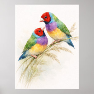 Poster Dois Coloridos Pássaros Tentilhões de Gould