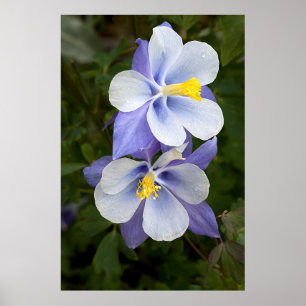 Poster Dois Columbines