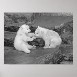 Póster Dois Cubos de Urso Polar