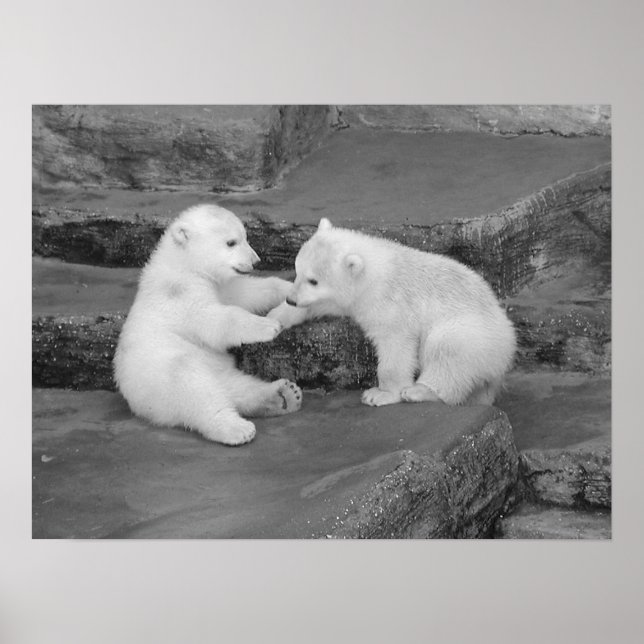 Póster Dois Cubos de Urso Polar (Frente)